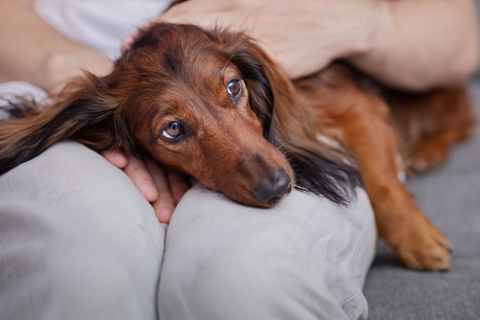 ひざで甘える犬