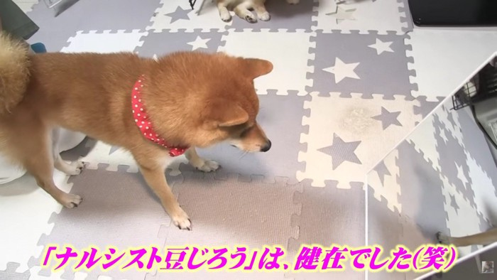 やっぱり豆じろうくんは鏡が好き!