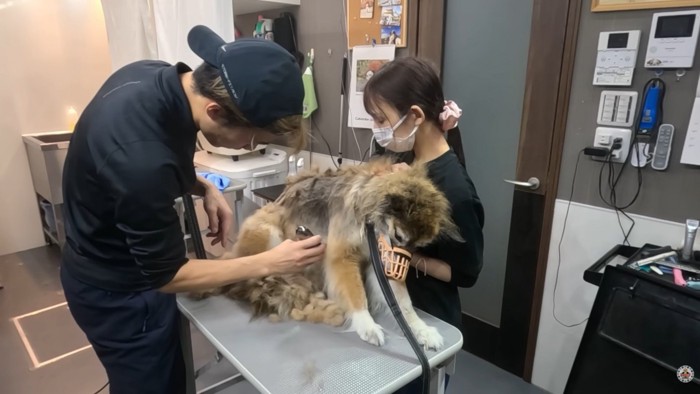 バリカンでお手入れ