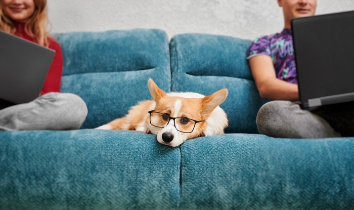 リモートワーク中のカップルの間でうんざりしている犬