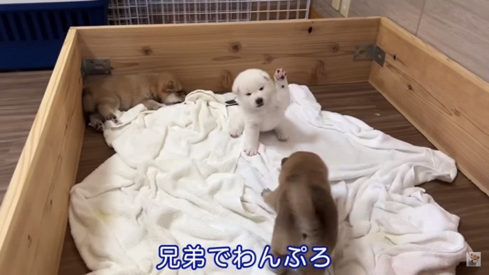 ワンプロする子犬