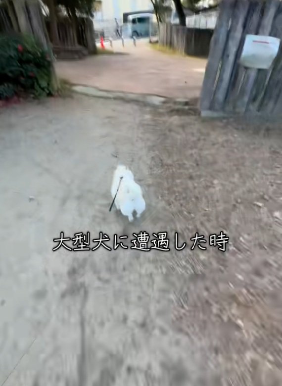 猛ダッシュするベラちゃん