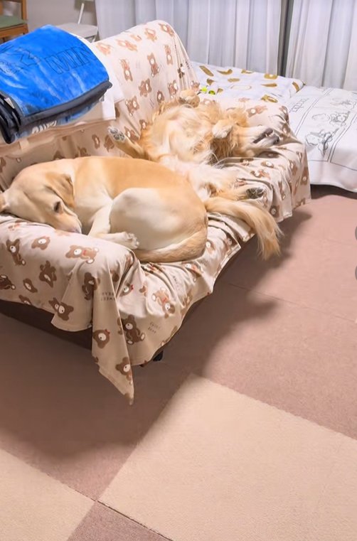 ソファーで眠る大型犬達