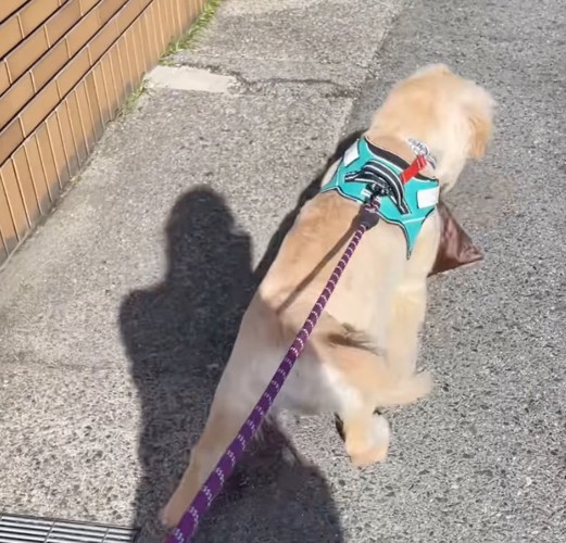 頭を左右に振って元気に歩くサンディくん