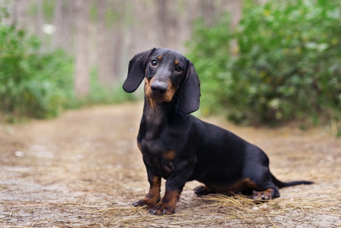 此方を見る犬