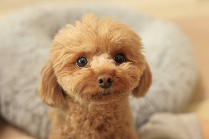 見つめる犬