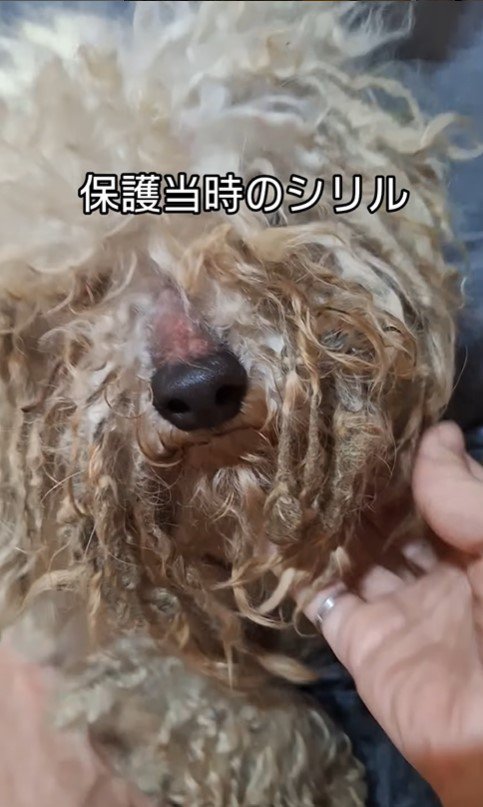 シリルちゃんが幸せをつかむまで3