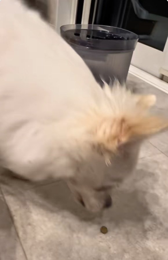 またおやつを食べるこはく君