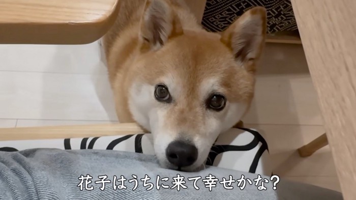イスにアゴを乗せて、飼い主を見上げる犬