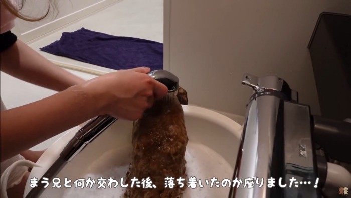うゆちゃんのシャンプー中の出来事8