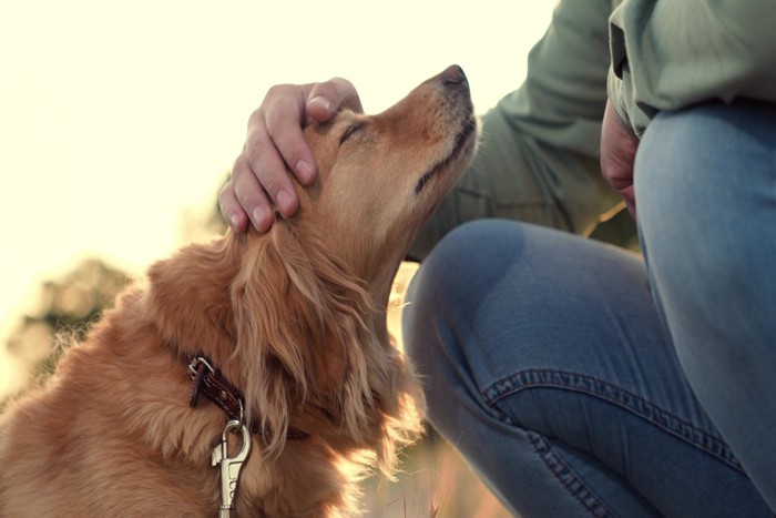 男性に頭を撫でられる犬