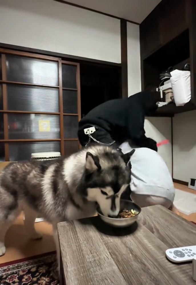 連れ去られる飼い主