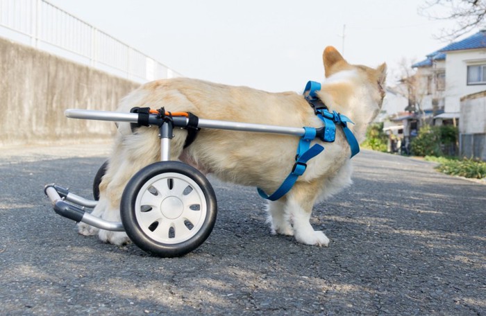 車いすのコーギー