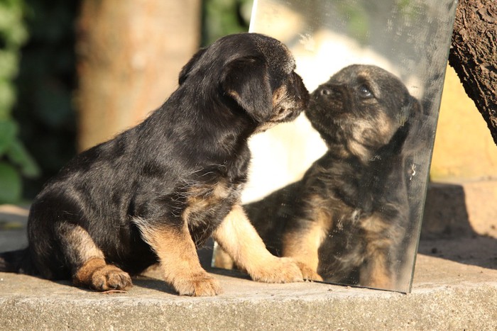 鏡の中の自分に挨拶する犬