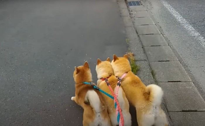 揃って走る柴犬たち