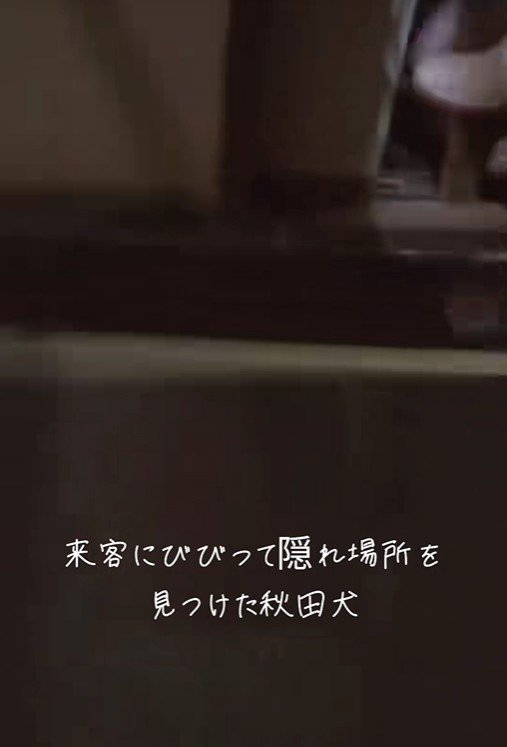 お客さんが来た時のひめちゃん7