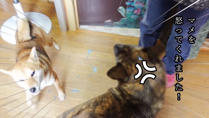 怒る甲斐犬と逃げる柴犬