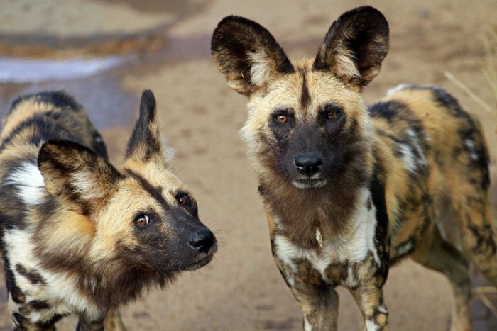 アフリカの野生の犬リカオン