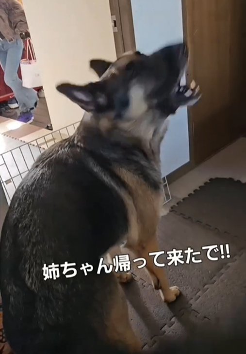 吠える犬