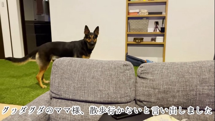 振り返る犬