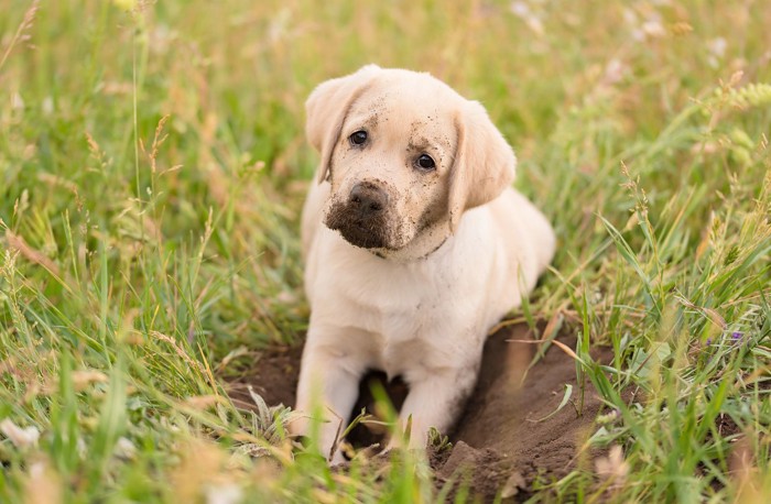 穴掘りをしてマズルが黒くなった子犬