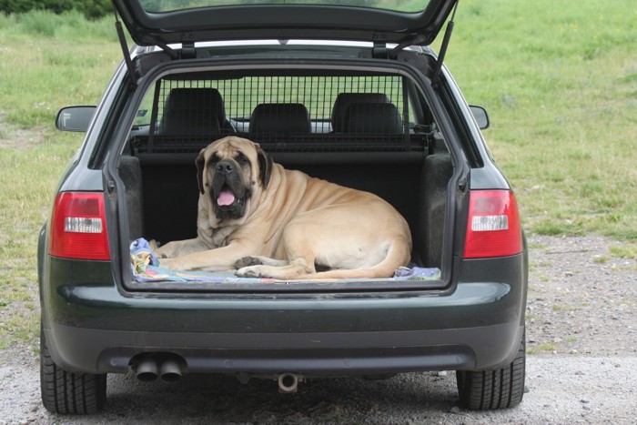 車の中の犬