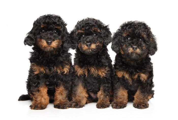 並んで座るファントムプードルの3頭の子犬