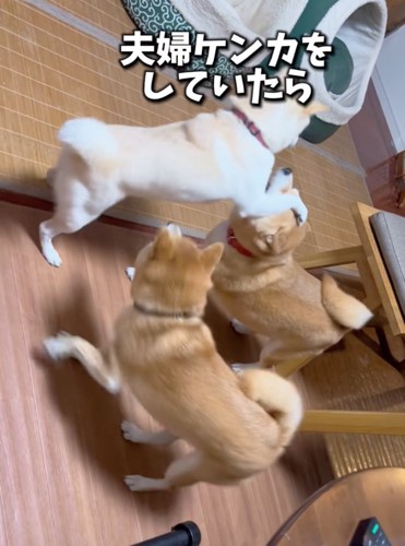 一方に乗り掛かる柴犬