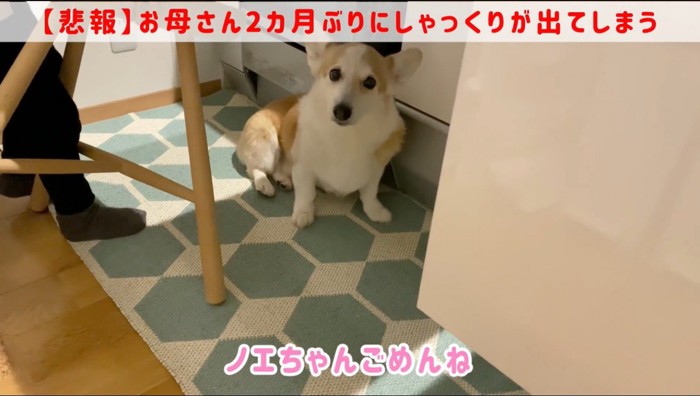 キッチンにやってきた犬