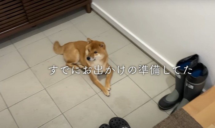 玄関で待つ柴犬