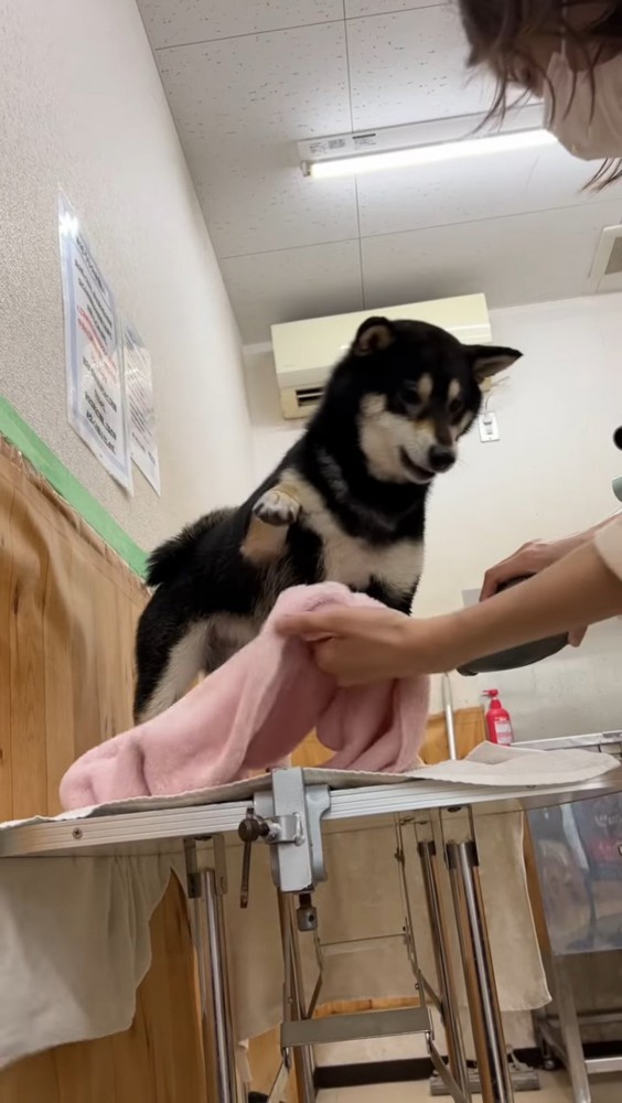 足を上げて抵抗する犬