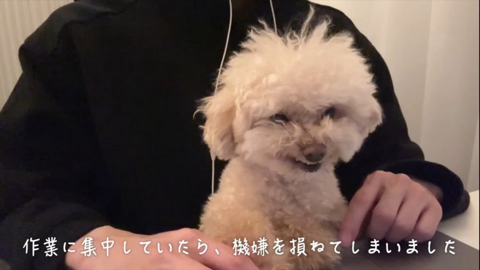 むくれる犬