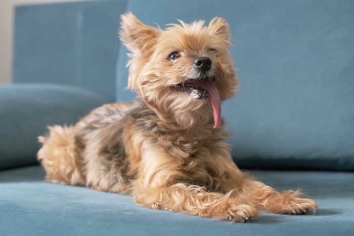 ソファで過ごす老犬