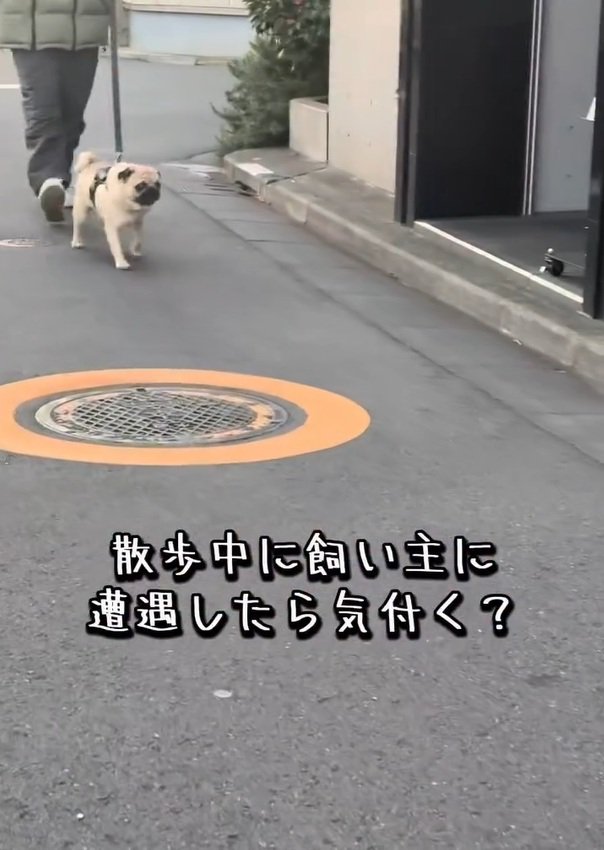 散歩中のむさし君