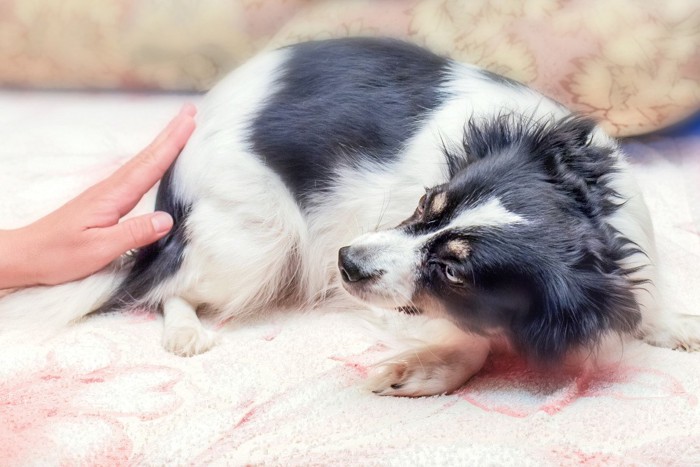 触られるのを嫌がる犬