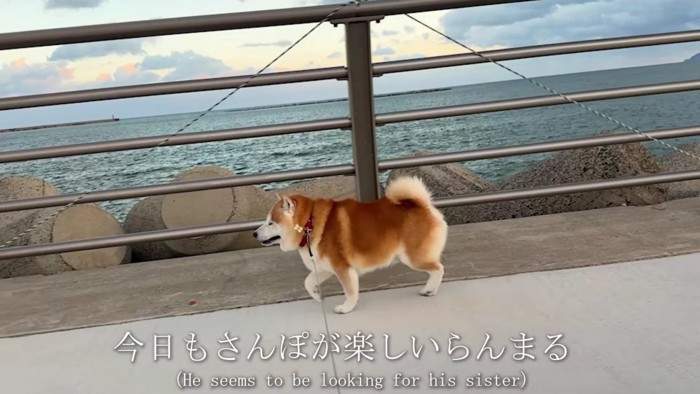 柴犬らんまるくん