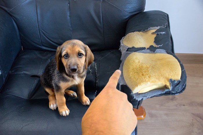 破れたソファと叱られている子犬