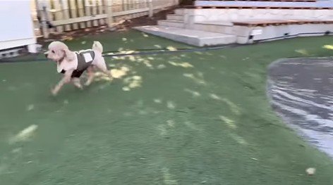 茶々丸くんのハプニング8