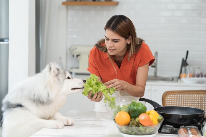 キッチンで犬にレタスを見せる女性と匂いを嗅ぐ犬
