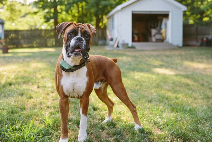 芝生の上に立つボクサー犬