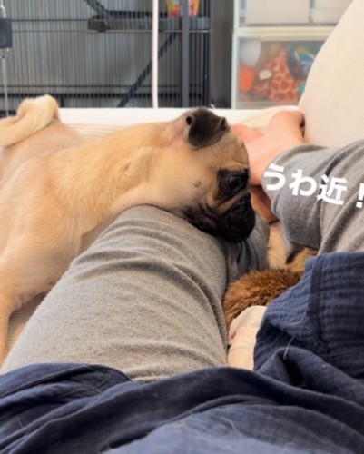 犬との距離に驚いて、飼い主の足の間に顔を埋めるミーアキャット