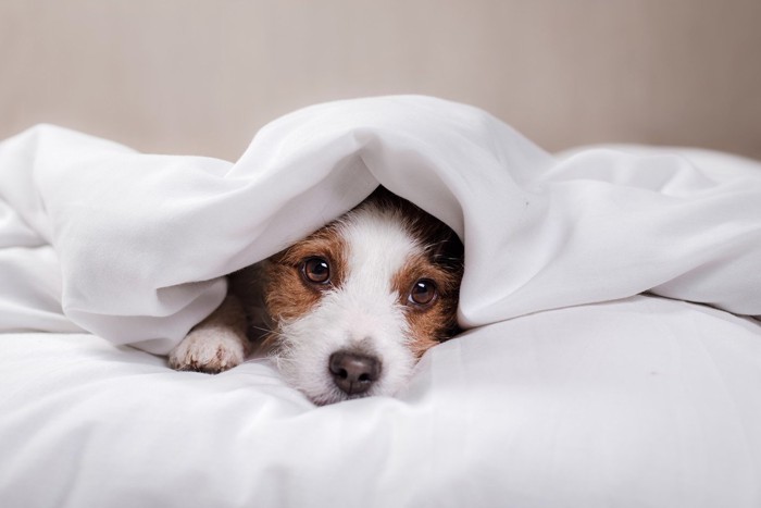 ベッドの上で起きている犬