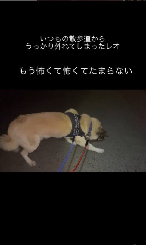 知らない道を怖がるレオくん4