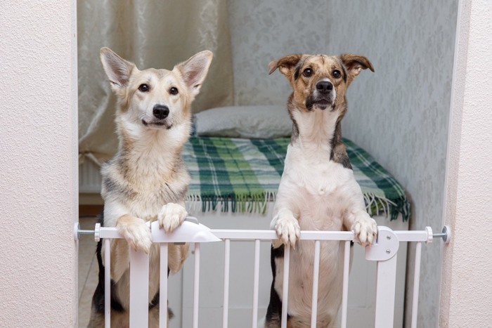 二頭の犬