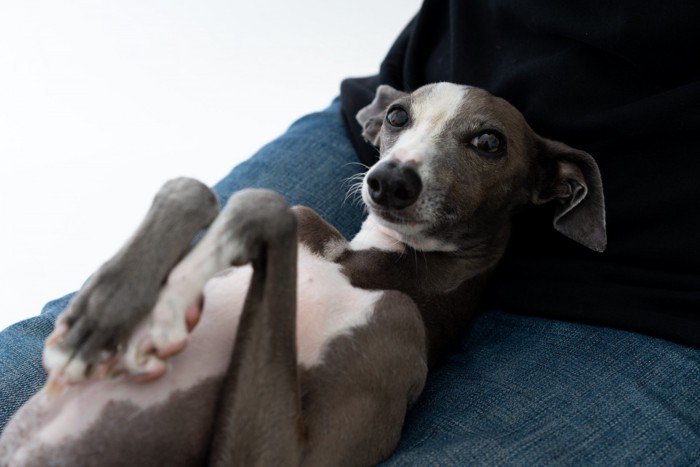 前足グニッポーズをする犬