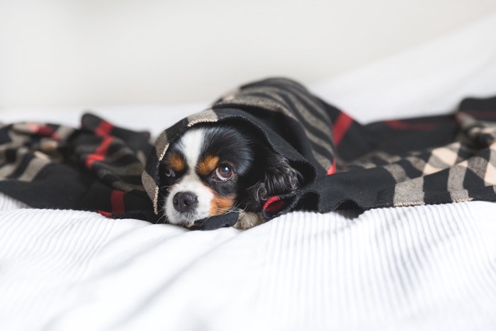 毛布に包まる犬