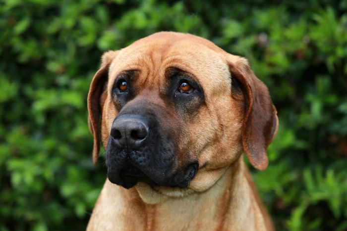 真剣に何かを見つめる土佐犬のアップ