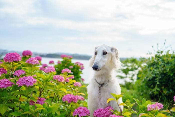 紫陽花の花とボルゾイ