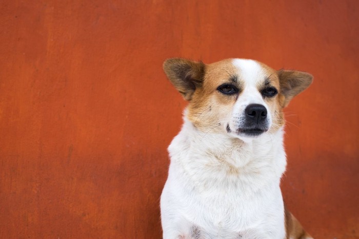 イライラした表情の犬