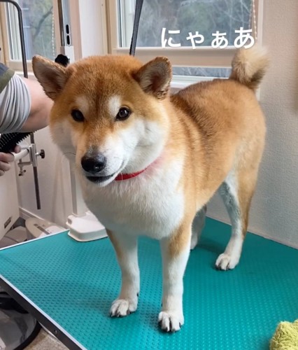 台の上でおしゃべりする柴犬